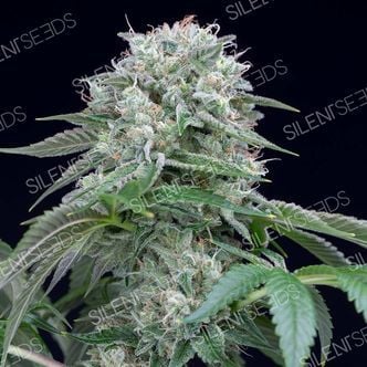 Starfire OG (Silent Seeds) feminized