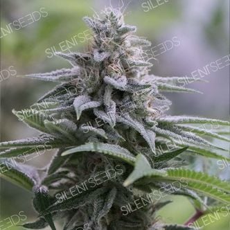 Zkittlez 2.0 (Silent Seeds) feminized