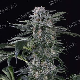 Moby Dick Auto (Silent Seeds) feminized