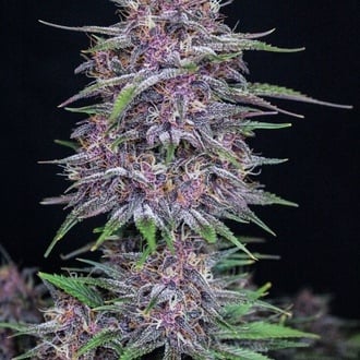 Banana Purple Punch Auto (FastBuds) femminizzata