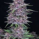 Banana Purple Punch Auto (FastBuds) femminizzata