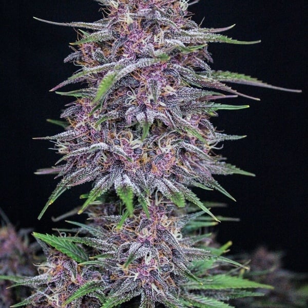 Banana Purple Punch Auto (FastBuds) femminizzata