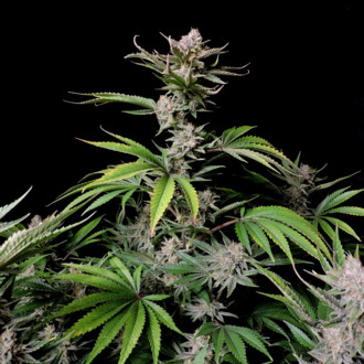 Cherry Cola Auto (FastBuds) femminizzata
