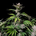 Cherry Cola Auto (FastBuds) femminizzata