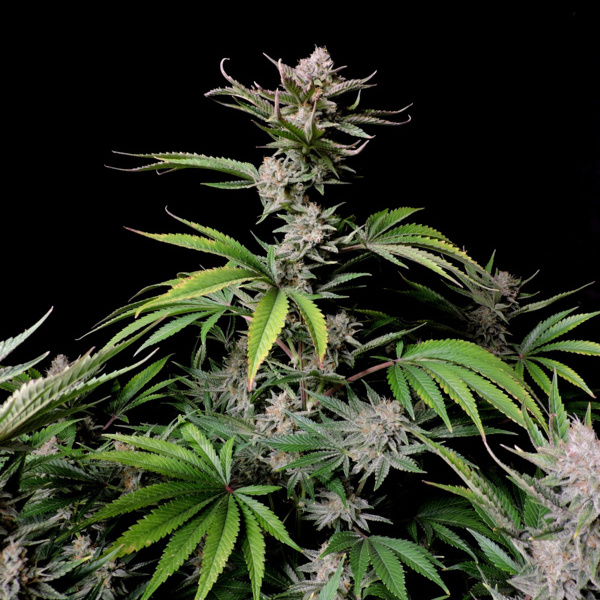Cherry Cola Auto (FastBuds) femminizzata