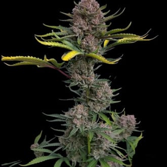Gorilla Punch Auto (FastBuds) femminizzata