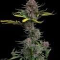 Gorilla Punch Auto (FastBuds) femminizzata