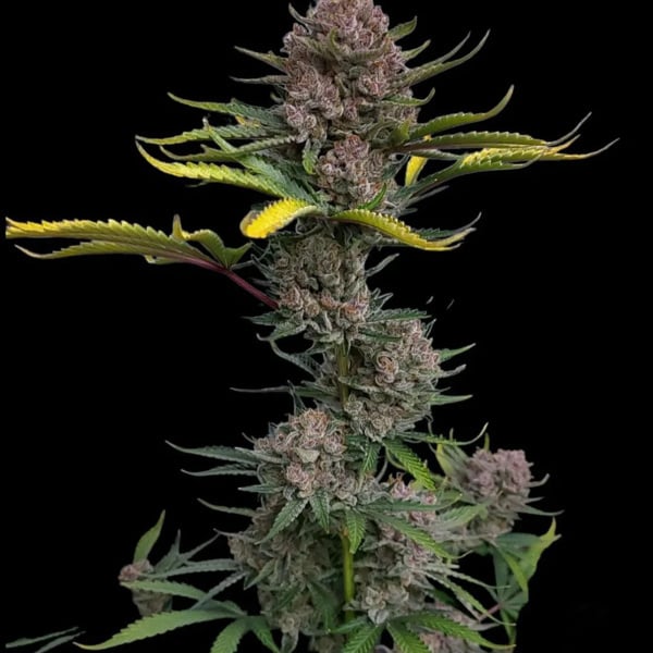 Gorilla Punch Auto (FastBuds) femminizzata