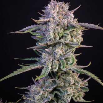Strawberry Gorilla Auto (FastBuds) femminizzata