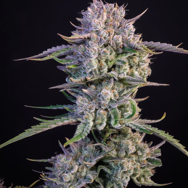 Strawberry Gorilla Auto (FastBuds) femminizzata