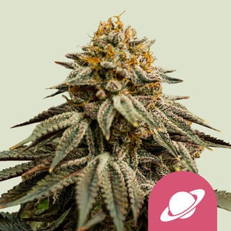 Royal Skywalker (Royal Queen Seeds) femminizzata