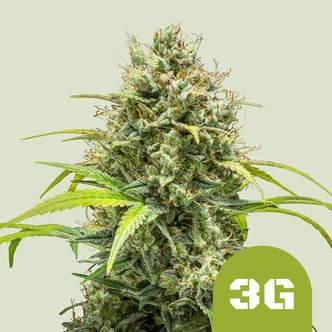 Triple G Automatic (Royal Queen Seeds) femminizzata