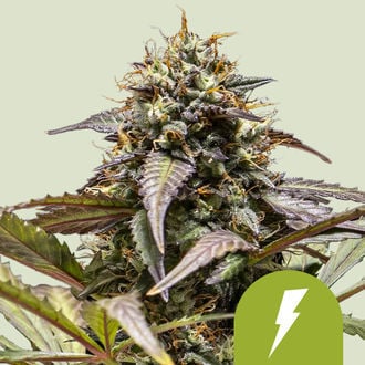 North Thunderfuck Automatic (Royal Queen Seeds) Femminizzata