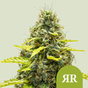 Royal Runtz Automatic (Royal Queen Seeds) femminizzata