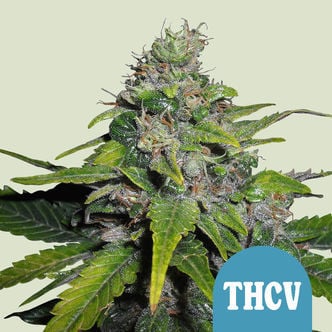 Royal THCV (Royal Queen Seeds) femminizzata