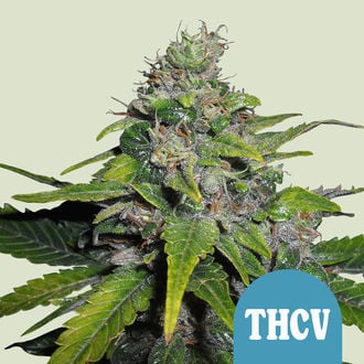 Royal THCV (Royal Queen Seeds) femminizzata