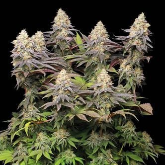 Panty Punch (Seedstockers Superior)
