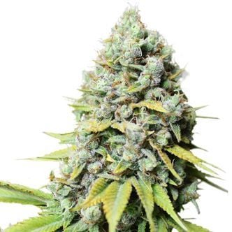 Kosher Haze (Super Sativa Seed Club) femminizzata