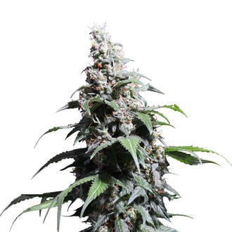 Pineapple Poison (Super Sativa Seed Club) femminizzata