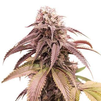 Strawberry Cookies (Super Sativa Seed Club) femminizzata