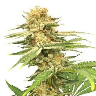 Friesland (Super Sativa Seed Club) regolare