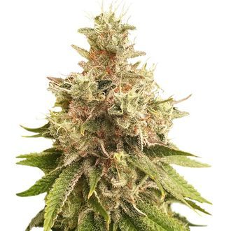 Golden Apple Haze (Super Sativa Seed Club) regolare