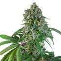 Karel's Herer Haze (Super Sativa Seed Club) regolare