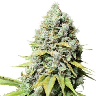 Kosher Haze (Super Sativa Seed Club) regolare