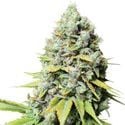 Kosher Haze (Super Sativa Seed Club) regolare