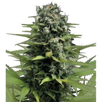 Lemon Haze (Zativo Seeds) femminizzata