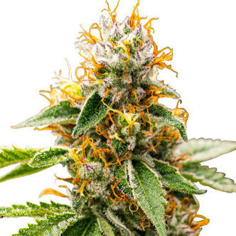 Mango Kush (Zativo Seeds) Femminizzata