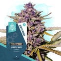 Purple Haze Automatic (Zamnesia Seeds) femminizzata