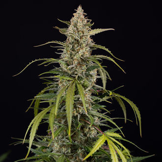 Purple Haze Auto (Zamnesia Seeds) femminizzata