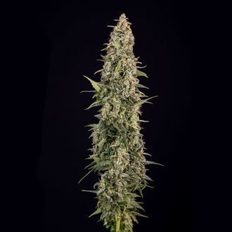 Purple Haze Auto (Zamnesia Seeds) femminizzata
