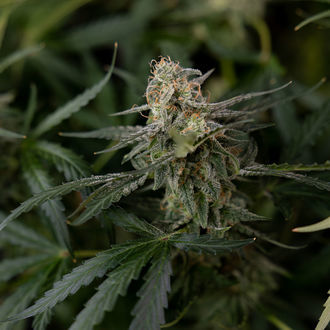 Purple Haze Auto (Zamnesia Seeds) femminizzata