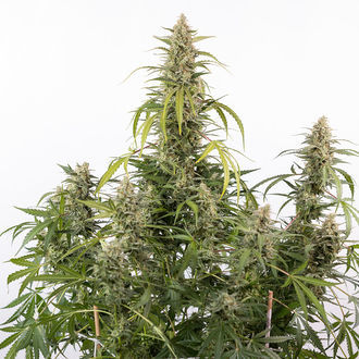 Purple Haze Auto (Zamnesia Seeds) femminizzata