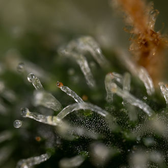 Purple Haze Auto (Zamnesia Seeds) femminizzata