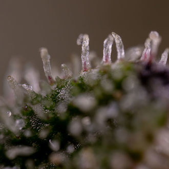 Purple Haze Auto (Zamnesia Seeds) femminizzata