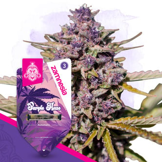 Purple Haze Auto (Zamnesia Seeds) femminizzata