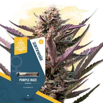 Purple Haze (Zamnesia Seeds) feminized