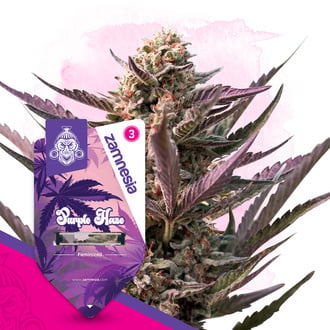 Purple Haze (Zamnesia Seeds) femminizzata