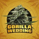 Gorilla Wedding (BSF Seeds x Zamnesia Seeds) femminizzata