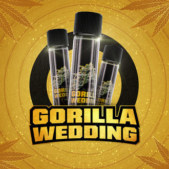 Gorilla Wedding (BSF Seeds x Zamnesia Seeds) femminizzata