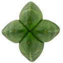 Super Pedro - 4 Costole (Echinopsis scopulicola)