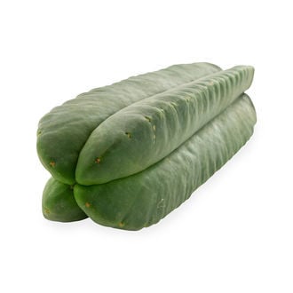 Super Pedro - 4 Costole (Echinopsis scopulicola)