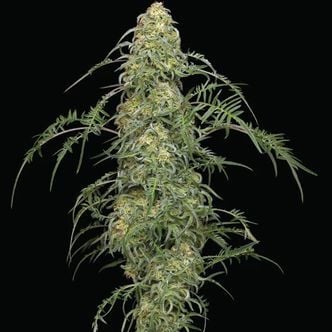 Freakshow (Humboldt Seed Company) femminizzata