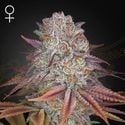 Pulp Friction (Greenhouse Seeds) femminizzata