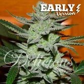 Unknown Kush - Early Version (Delicious Seeds) femminizzata
