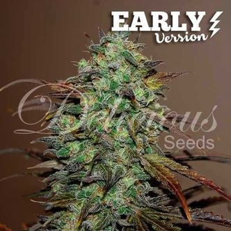 Eleven Roses - Early Version (Delicious Seeds) femminizzata