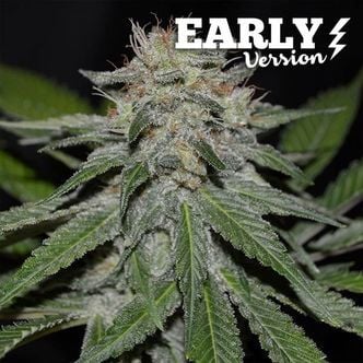 Critical Neville Haze - Early Version (Delicious Seeds) femminizzata